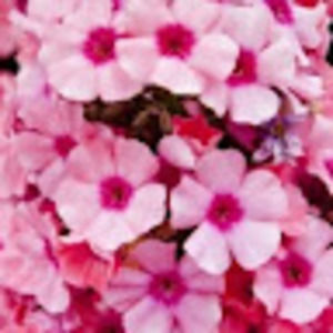 Meet your Posher, Tiptonite